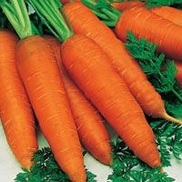 Морковь - фото 1 - id-p29399