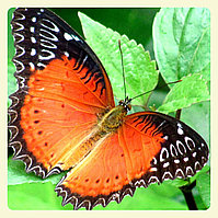Живая тропическая бабочка Cethosia biblis.