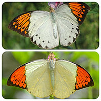 Живая тропическая бабочка Hebomoia glaucippe.