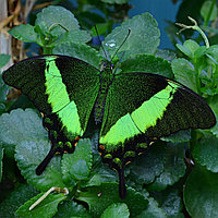 Живая тропическая бабочка Papilio palinurus.