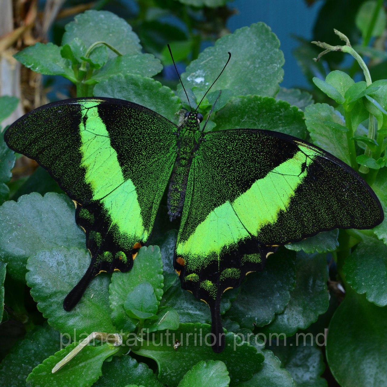 Живая тропическая бабочка Papilio palinurus. - фото 1 - id-p5418950