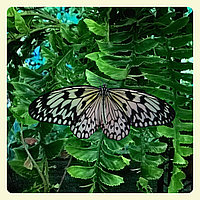 Живая тропическая бабочка Idea leuconoe.