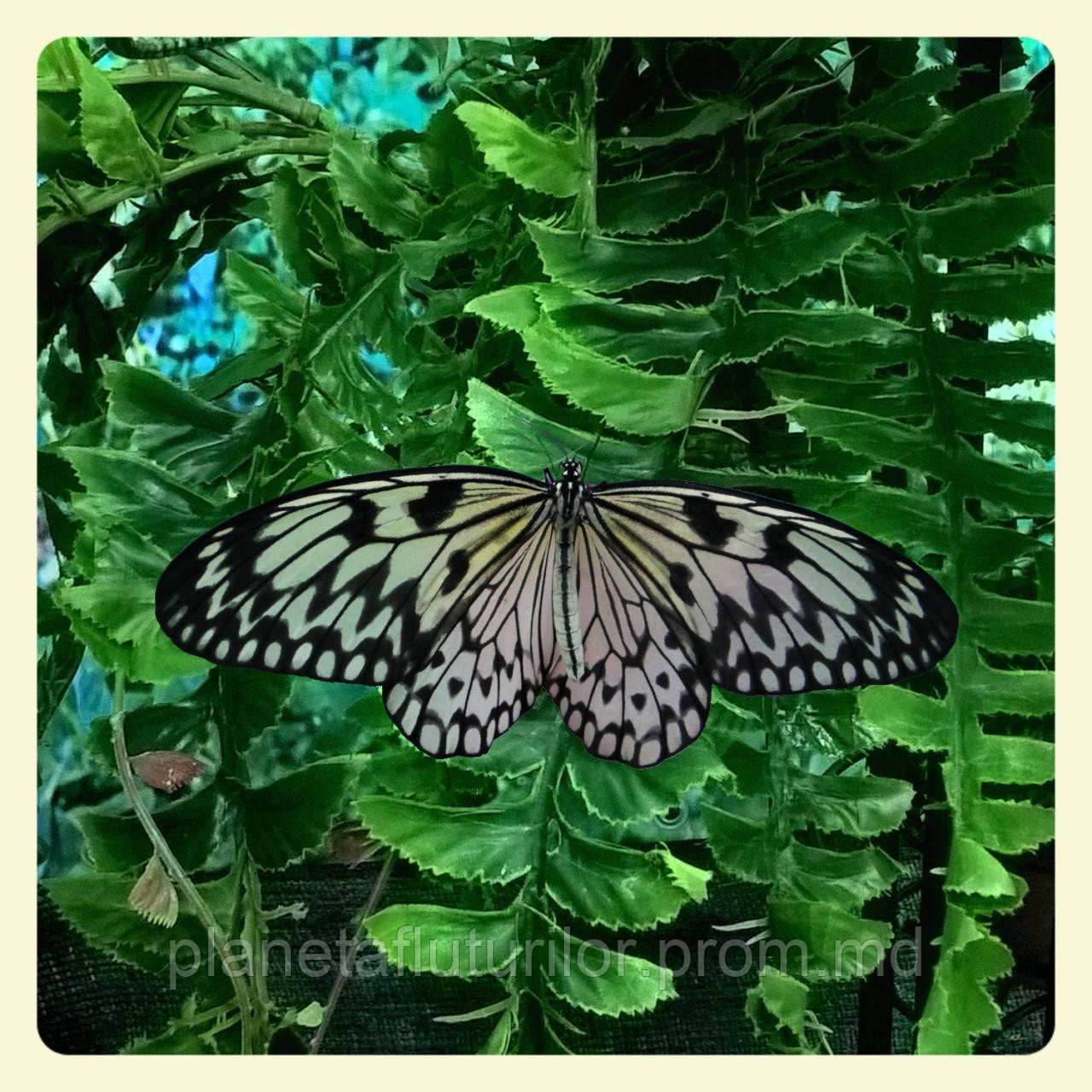 Живая тропическая бабочка Idea leuconoe. - фото 1 - id-p5418951