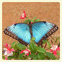 Живая тропическая бабочка Morpho peleides.