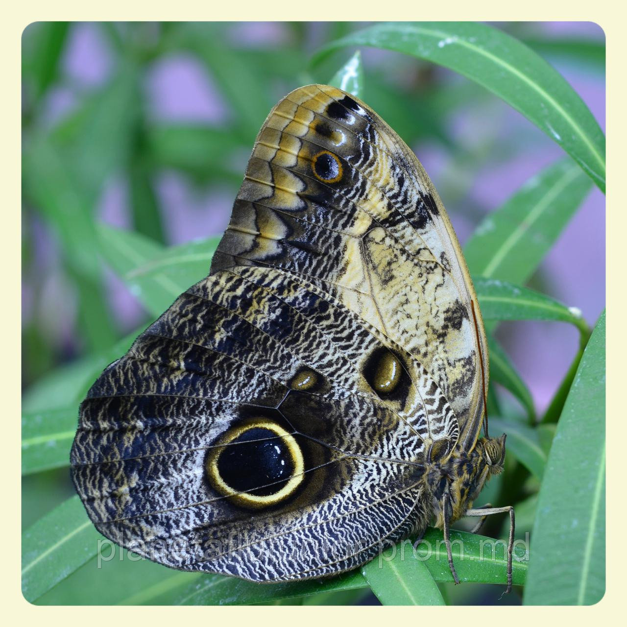 Живая тропическая бабочка Caligo memnon. - фото 1 - id-p5418953