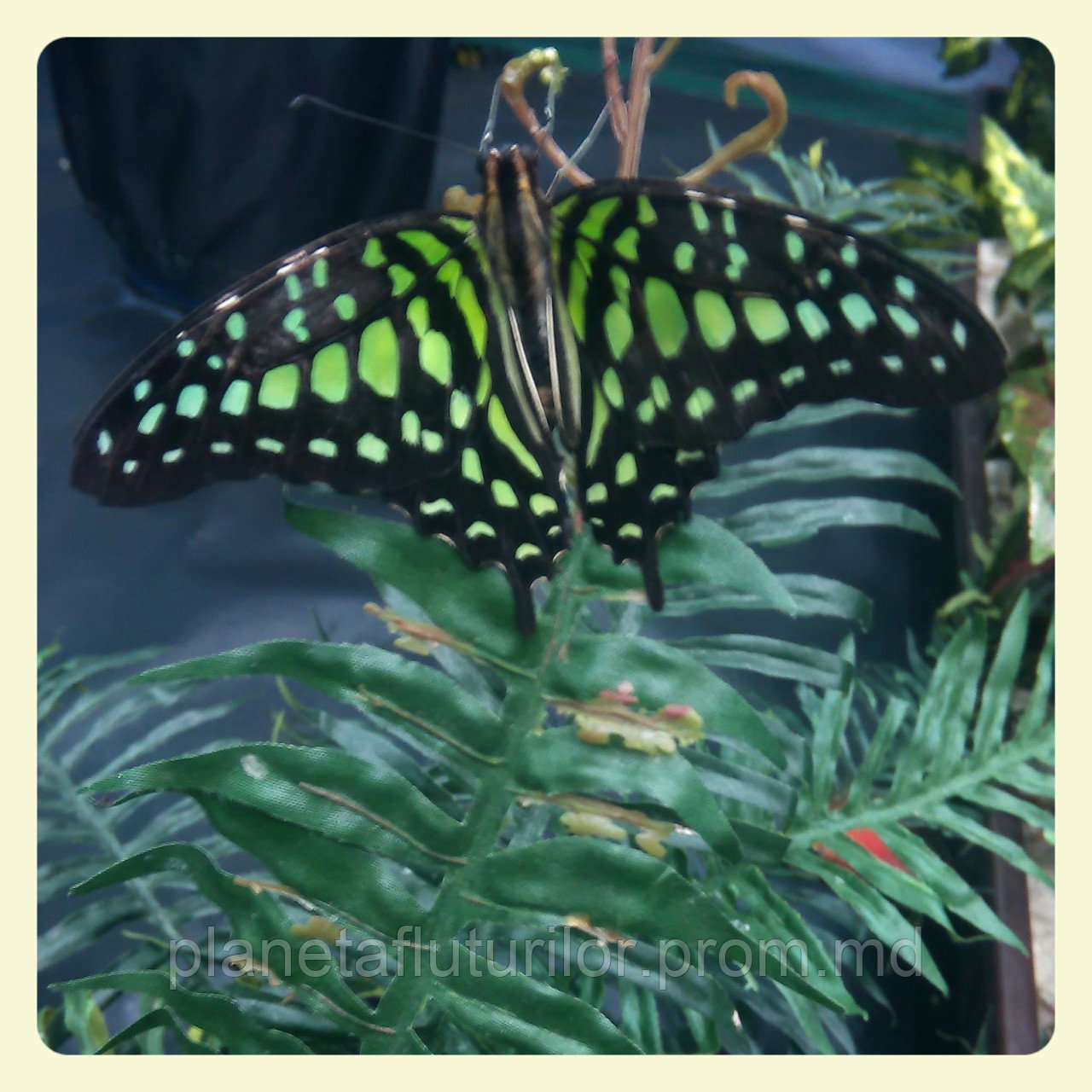 Живая тропическая бабочка Graphium agamemnon. - фото 1 - id-p5418954