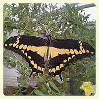 Живая тропическая бабочка Papilio thoas.
