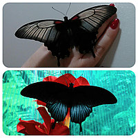 Живая тропическая бабочка Papilio lowi.