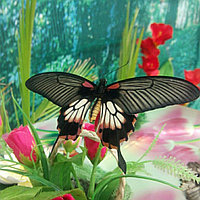 Живая тропическая бабочка Papilio memnon.