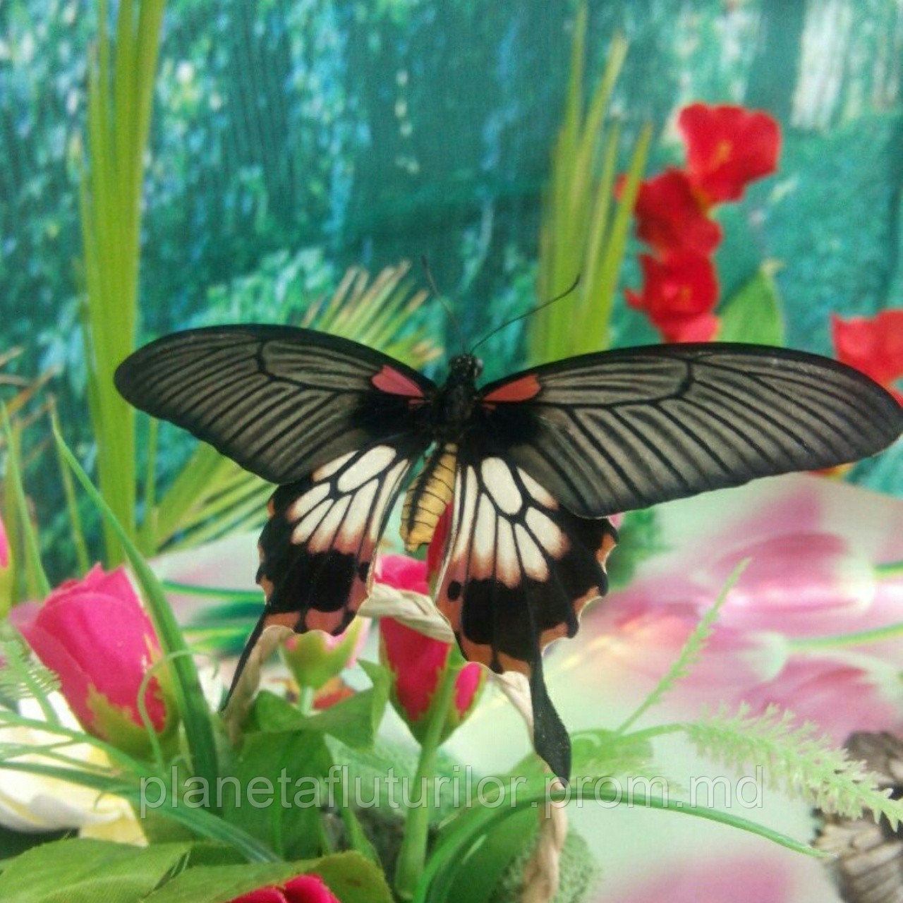 Живая тропическая бабочка Papilio memnon. - фото 1 - id-p5418961