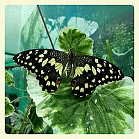 Живая тропическая бабочка Papilio demoleus.