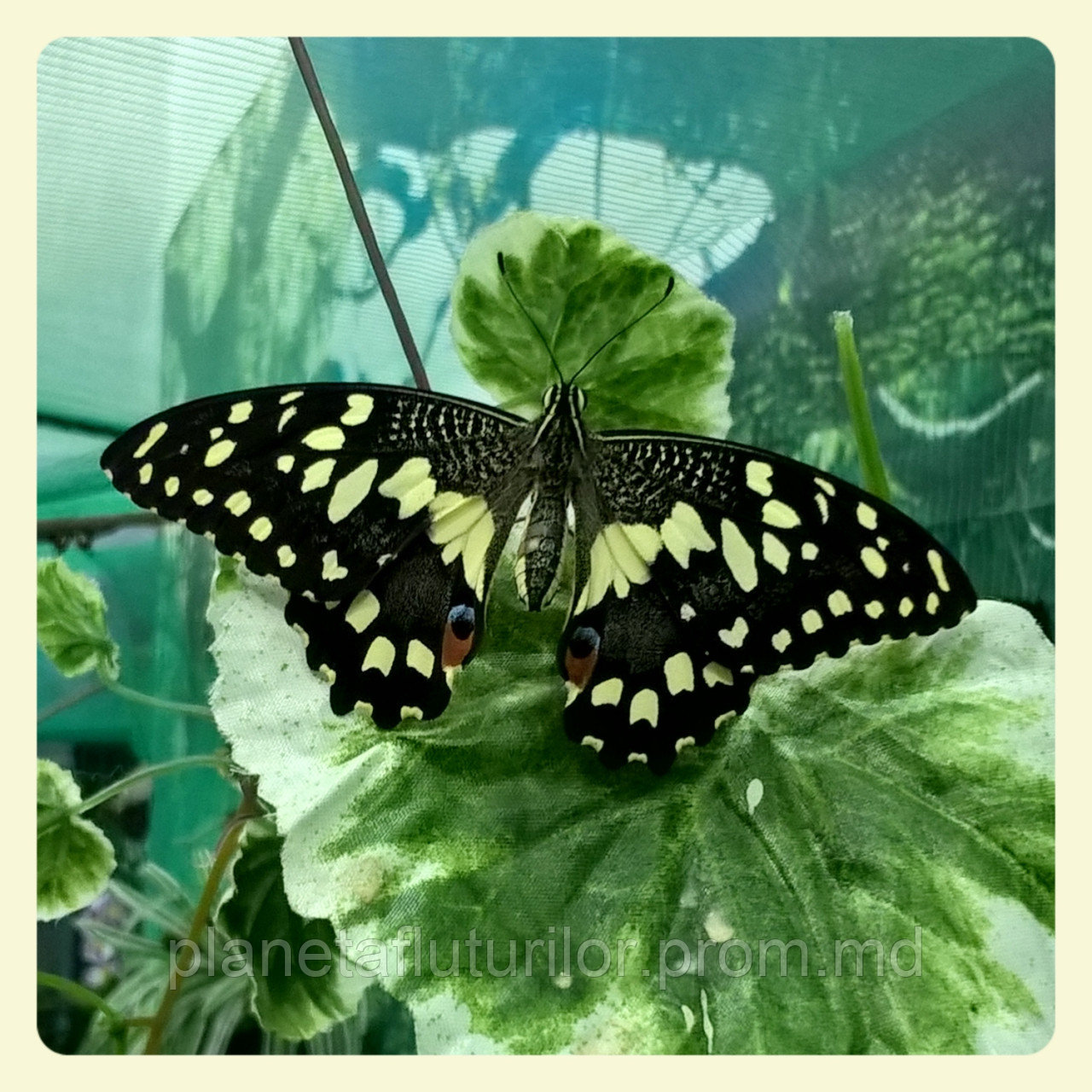 Живая тропическая бабочка Papilio demoleus.