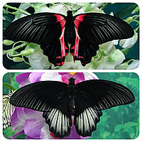 Живая тропическая бабочка Papilio rumanzovia.