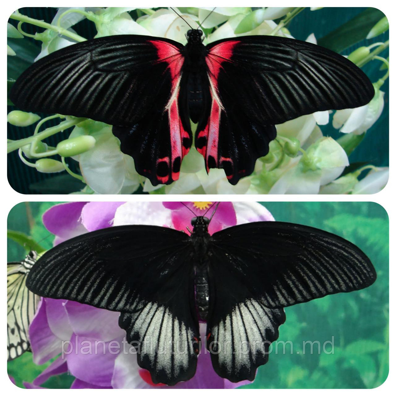 Живая тропическая бабочка Papilio rumanzovia. - фото 1 - id-p5418959
