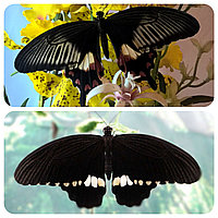Живая тропическая бабочка Papilio polytes.