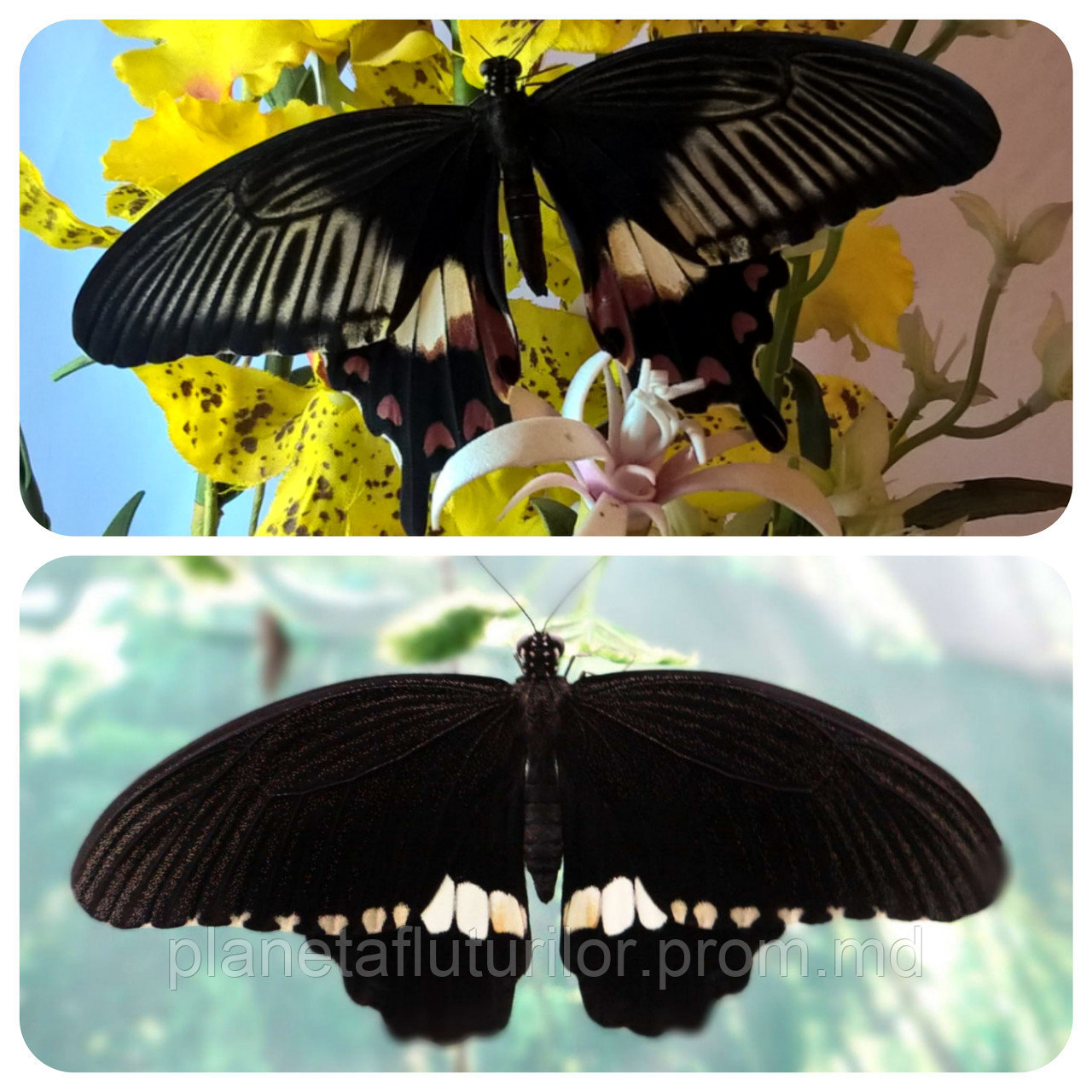 Живая тропическая бабочка Papilio polytes. - фото 1 - id-p5418962
