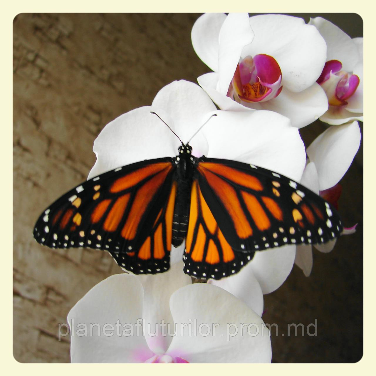 Живая тропическая бабочка Danaus plexippus. - фото 1 - id-p5418963