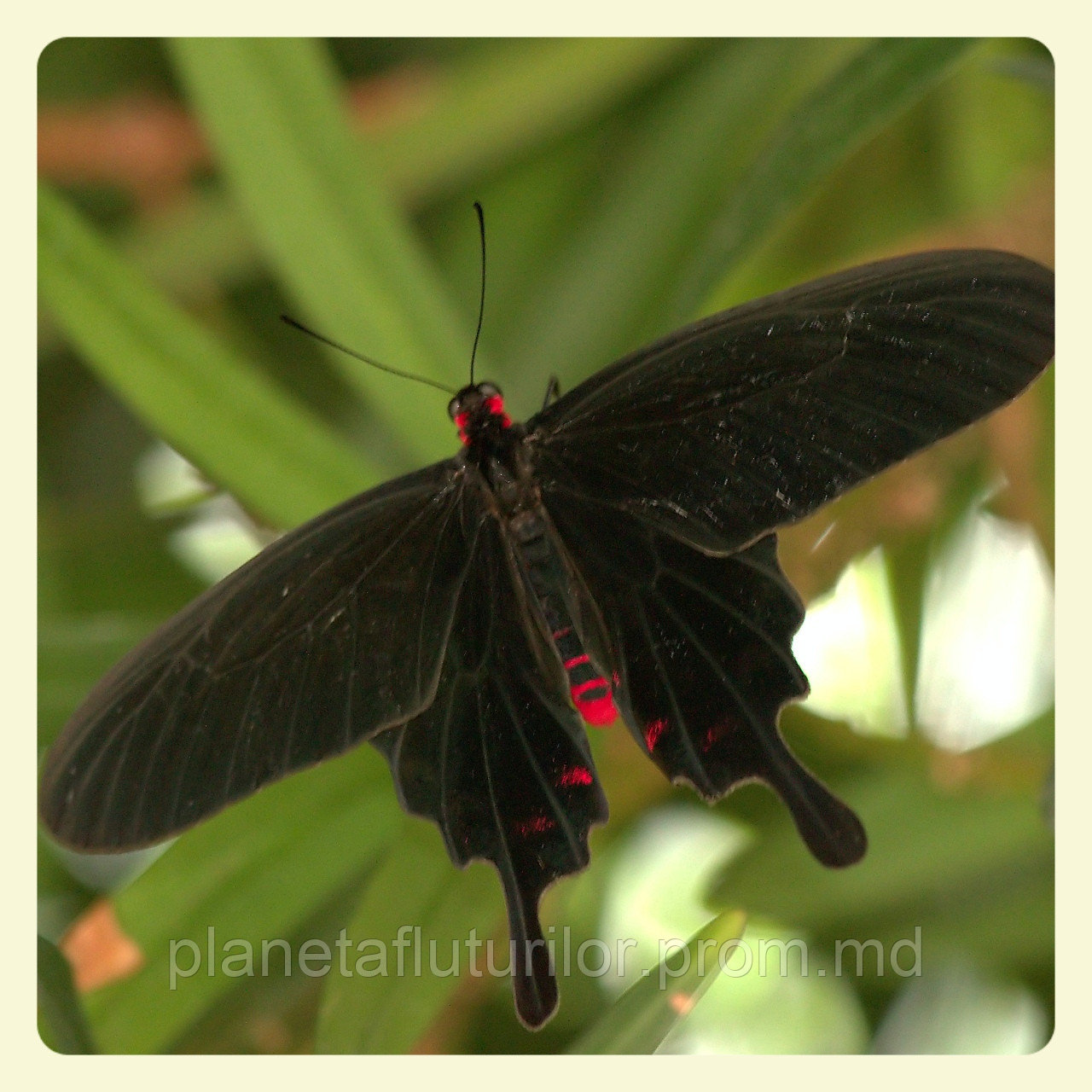 Живая тропическая бабочка Pachliopta kotzebuea.