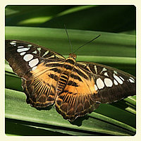 Живая тропическая бабочка Parthenos sylvia.