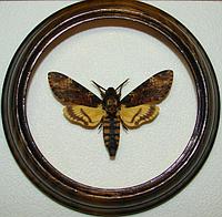 Сувенир - Бабочка в рамке Acherontia atropos. Оригинальный и неповторимый подарок!