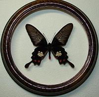Сувенир - Бабочка в рамке Atrophaneura mariae. Оригинальный и неповторимый подарок!