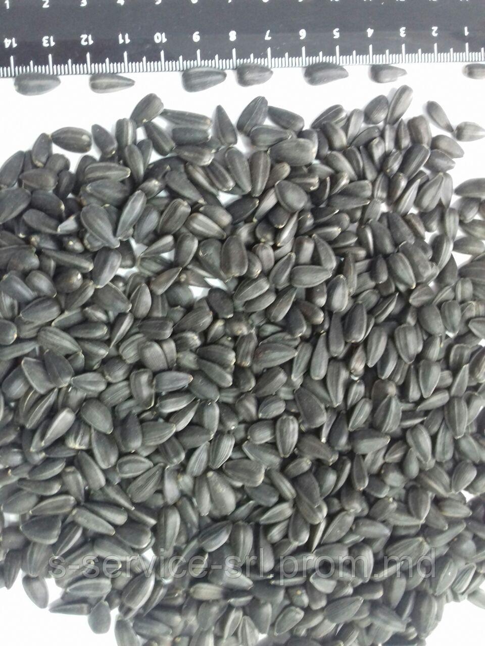 Семечки подсолнуха крупные - из России / Suflower seeds, Russia -2017 - фото 1 - id-p4738328