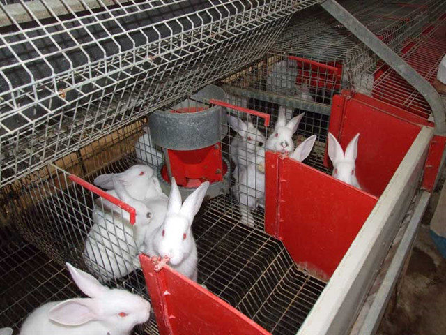 Комбикорм для кроликов, шиншилл - фото 1 - id-p5673818
