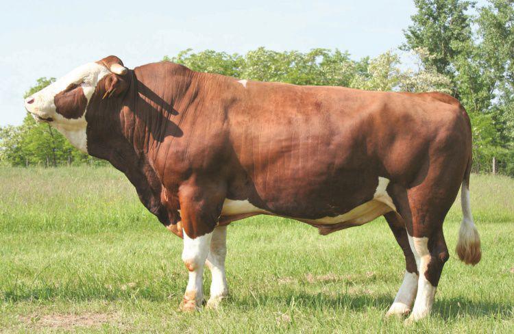 Комбикорм для крупного рогатого скота - фото 1 - id-p5673819