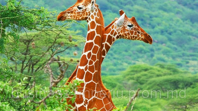 Жирафы - фото 1 - id-p847110