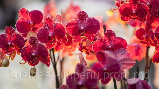 Орхидея - фото 1 - id-p859797