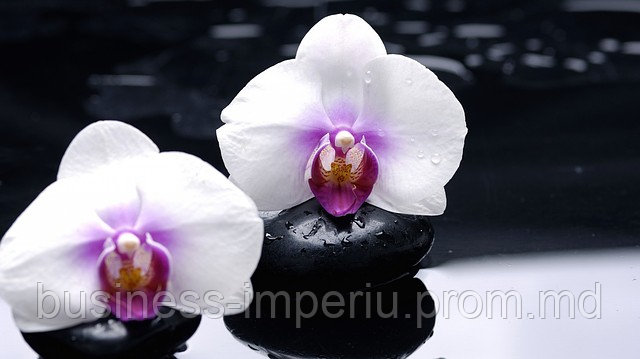 Орхидеи - фото 1 - id-p883540