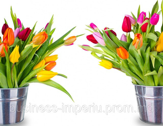 Тюльпаны - фото 1 - id-p883565