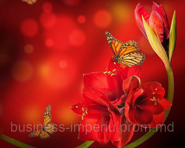 Бабочки - фото 1 - id-p883571