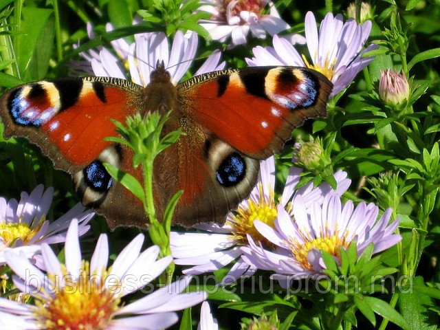 Бабочки - фото 1 - id-p883572