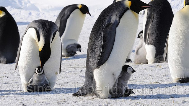 Пингвины - фото 1 - id-p883608