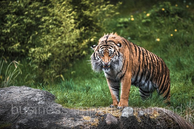 Тигры - фото 1 - id-p883624