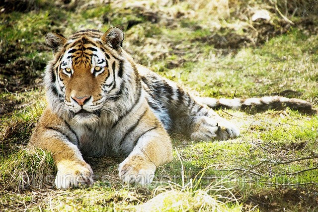 Тигры - фото 1 - id-p883627
