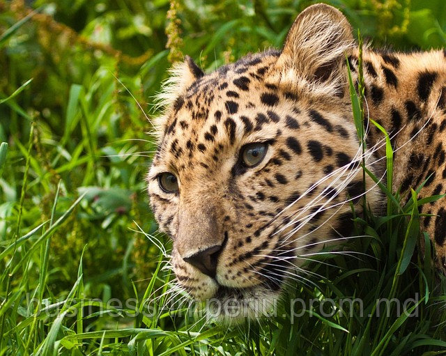 Леопарды - фото 1 - id-p883628