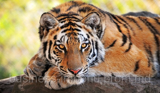 Тигры - фото 1 - id-p883633