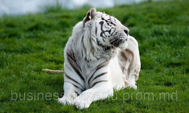 Тигры - фото 1 - id-p883640