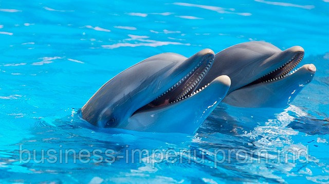 Дельфины - фото 1 - id-p883603