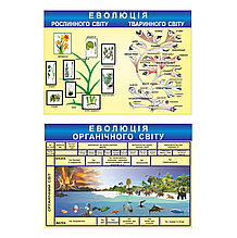 Комплексное оформление кабинета биологии