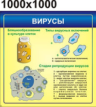 Вирусы. Стенд для кабинета биологии