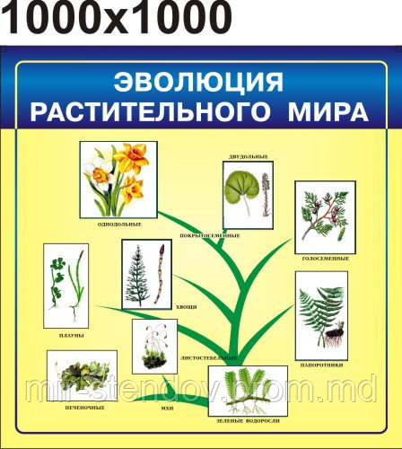 Эволюция растительного мира. Стенд для кабинета биологии, фото 1