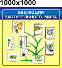 Эволюция растительного мира. Стенд для кабинета биологии