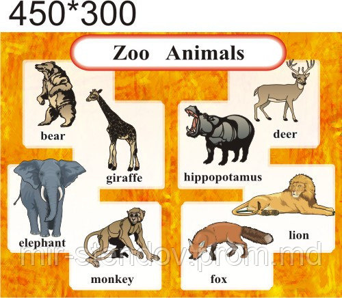 Zoo animals. Стенд для кабинета английского языка. - фото 1 - id-p5994207