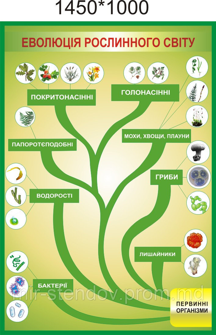 Эволюция растительного мира. Стенд для кабинета биологии, фото 1