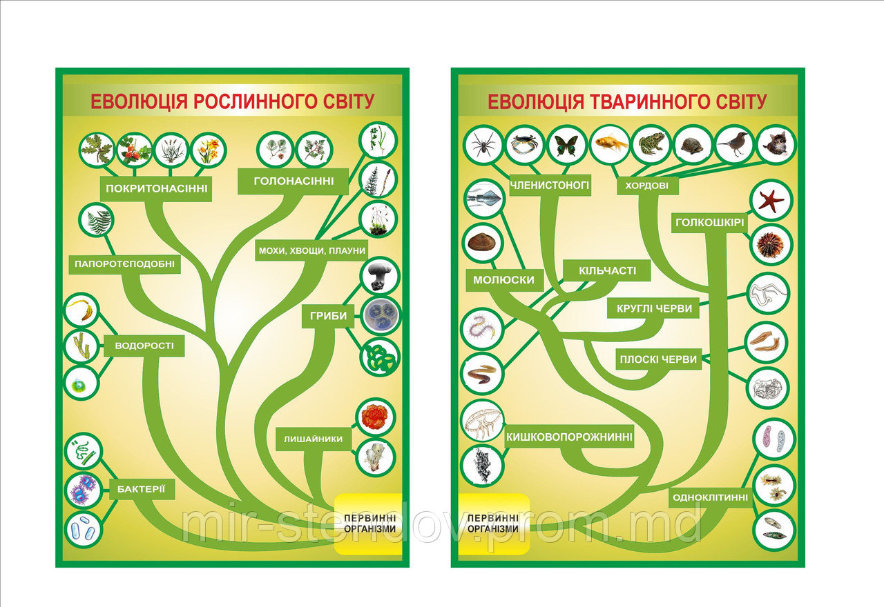 Картонные плакаты по Биологии, фото 1