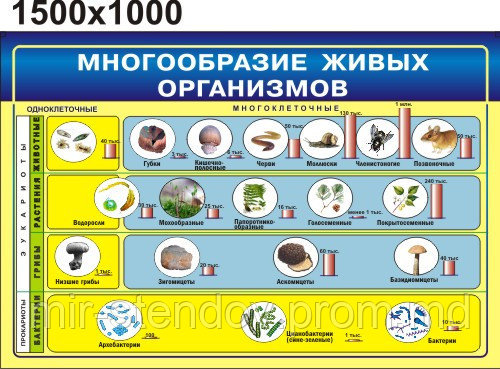 Многообразие живых организмов. Стенд для кабинета биологии, фото 1