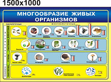 Многообразие живых организмов. Стенд для кабинета биологии
